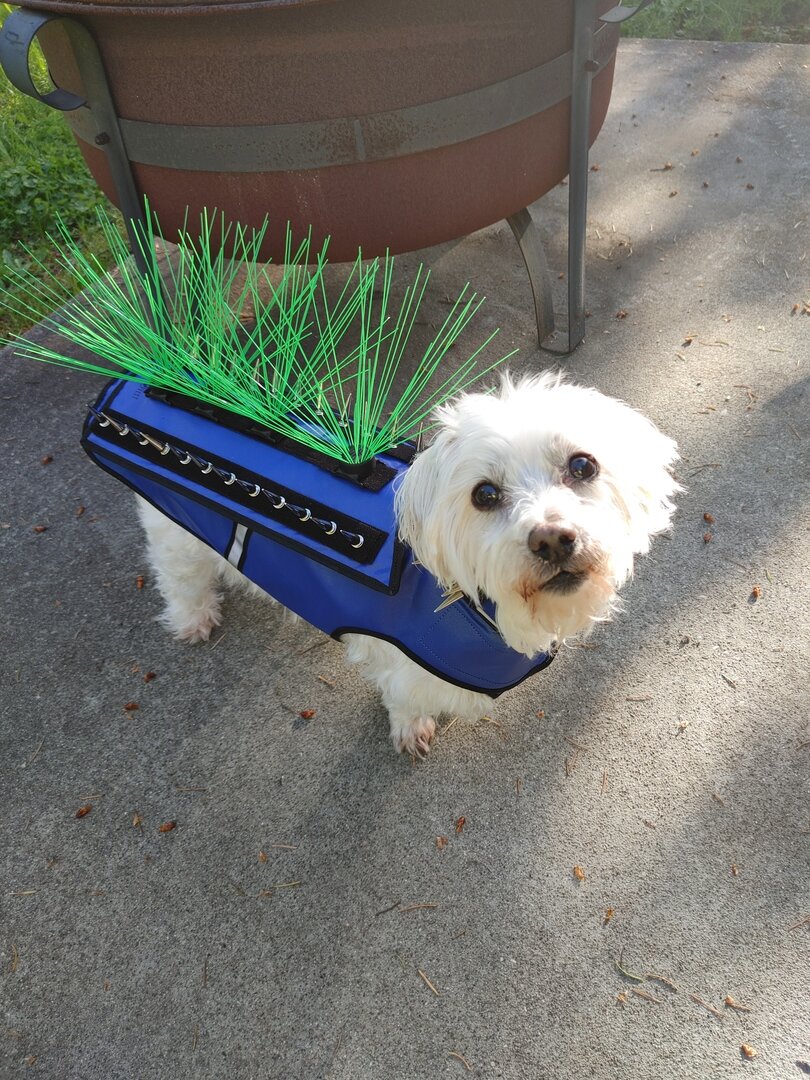 Raptor Shield, protect your dog from birds of prey, Hawk, Owl, Coyote  attacks