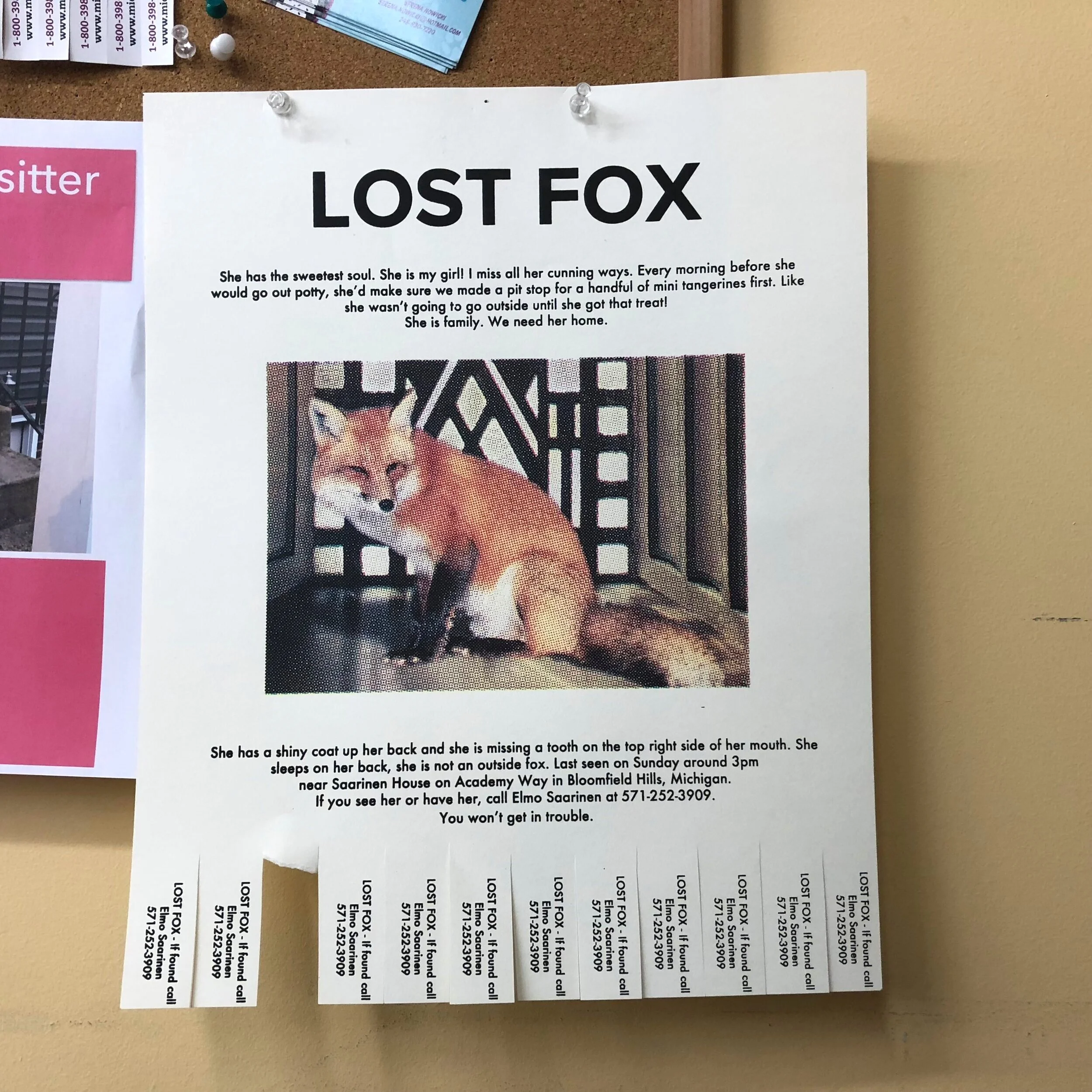 Bozhkov-Lost Fox 2.JPG