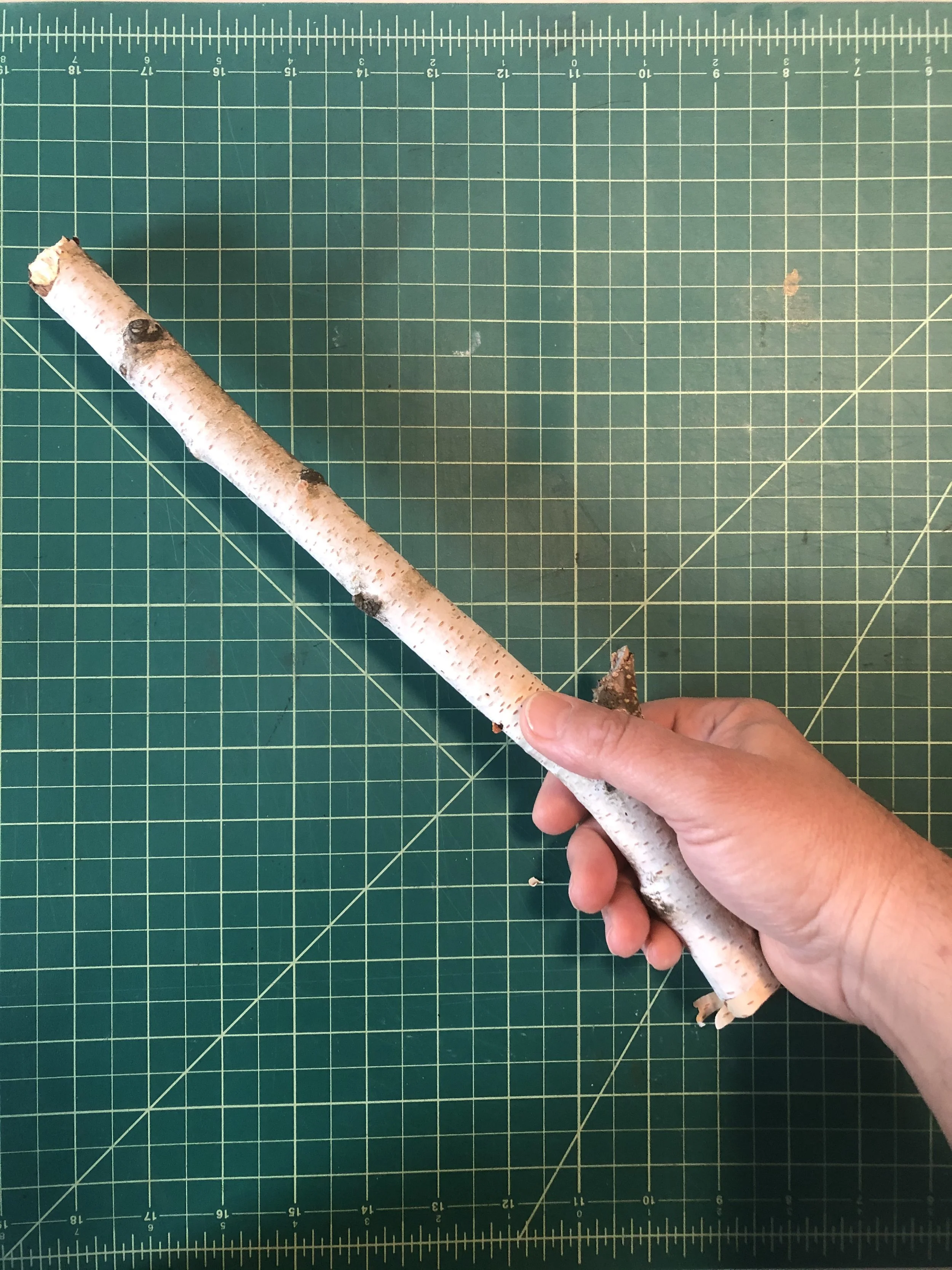 3_SILVER BIRCH POLL-MG_7324.JPG