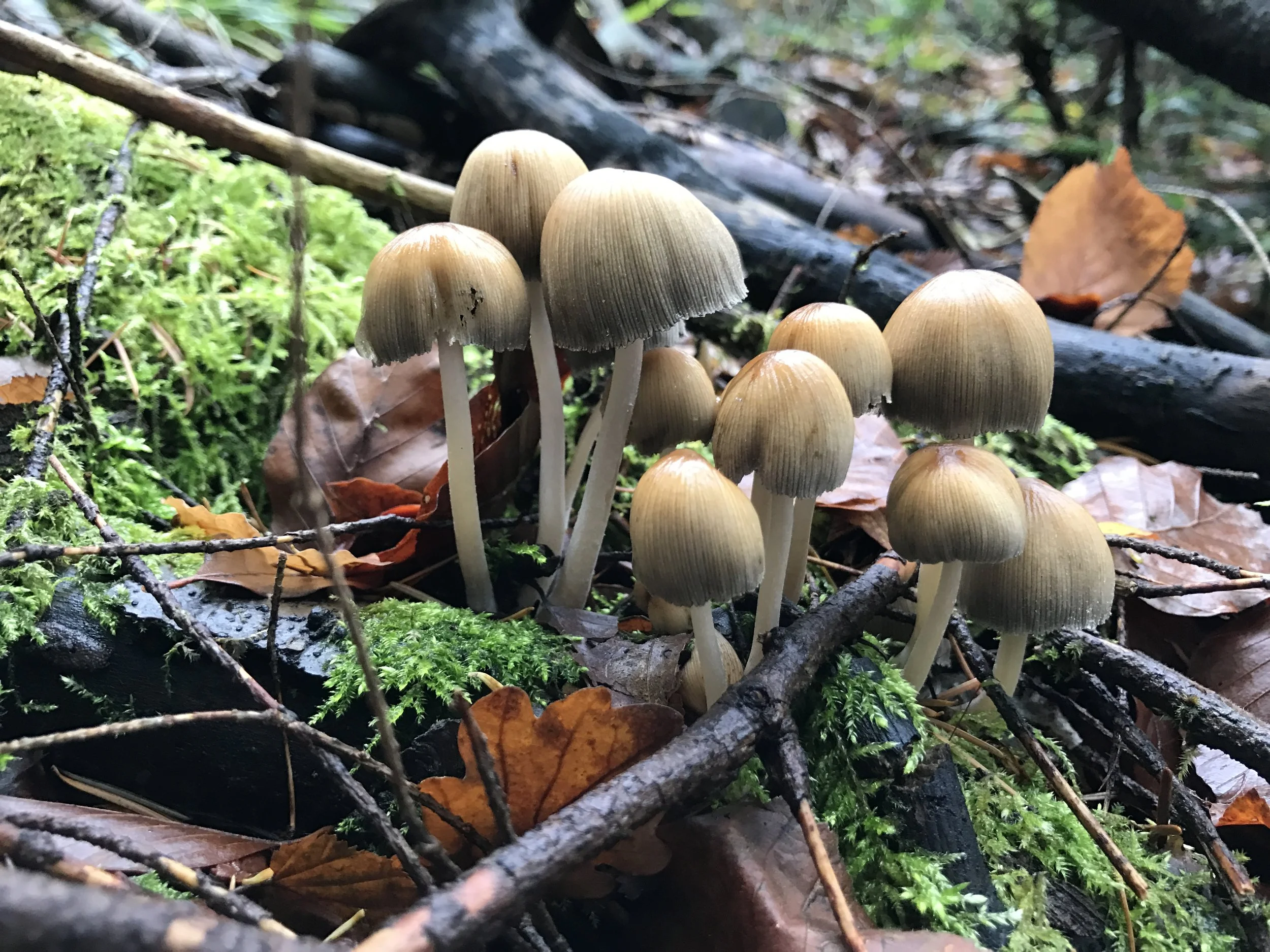  Nature Connections