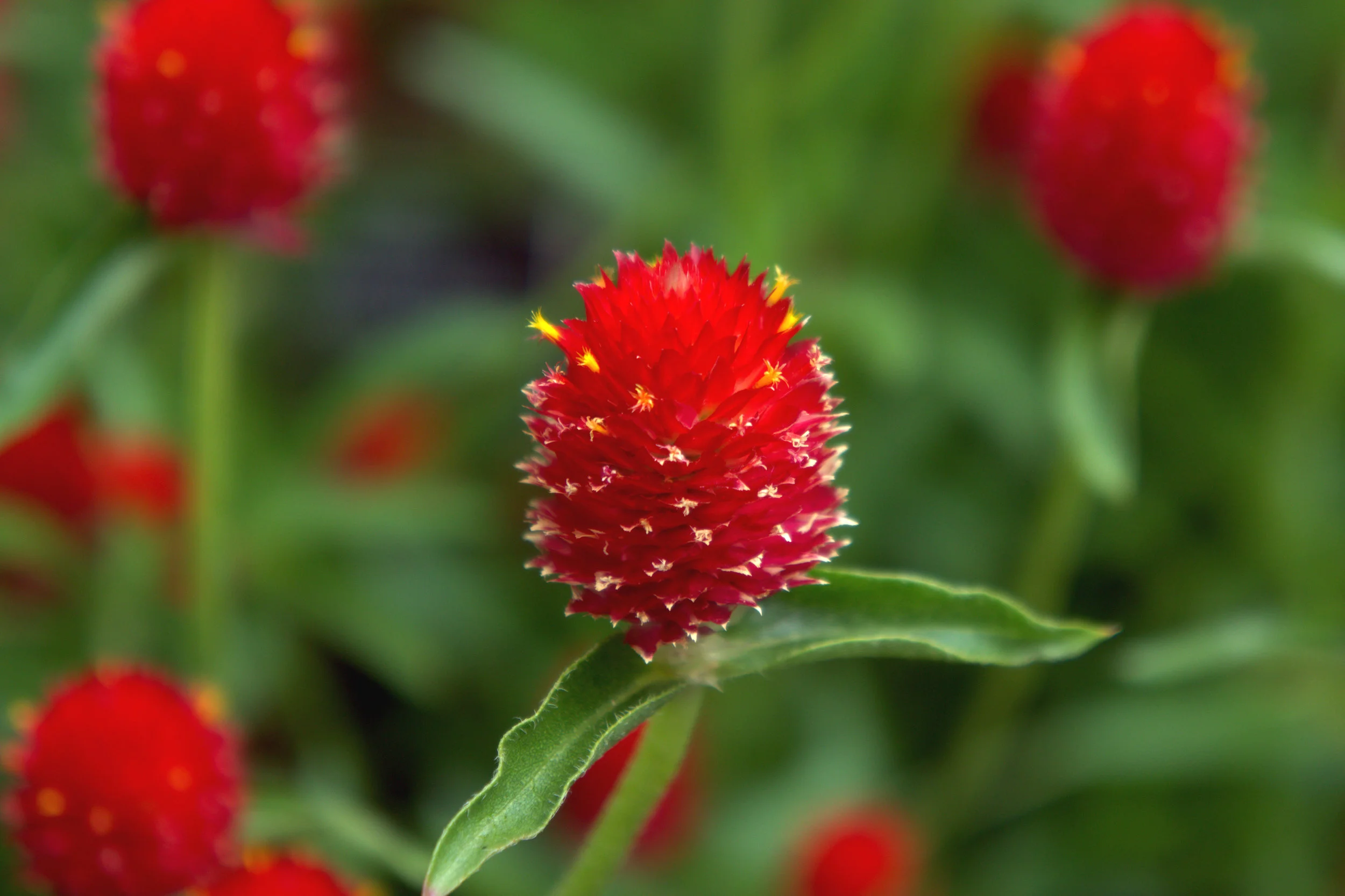 Flower.jpg
