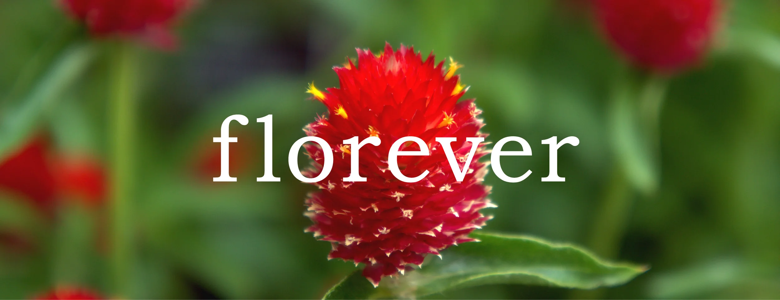 Florever-header.jpg