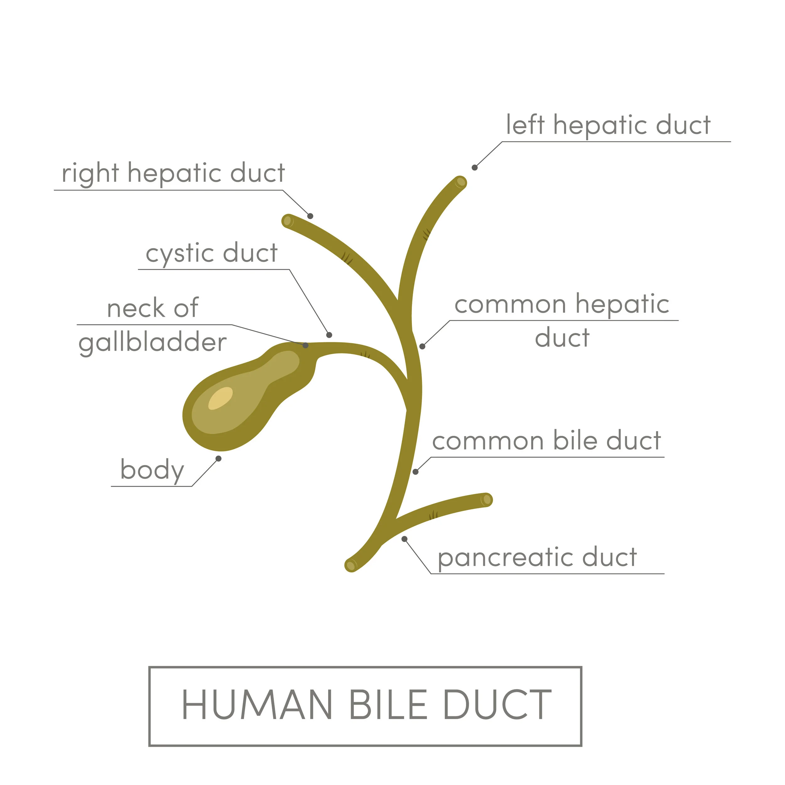 Gallbladder — High Plains Surgical Associates