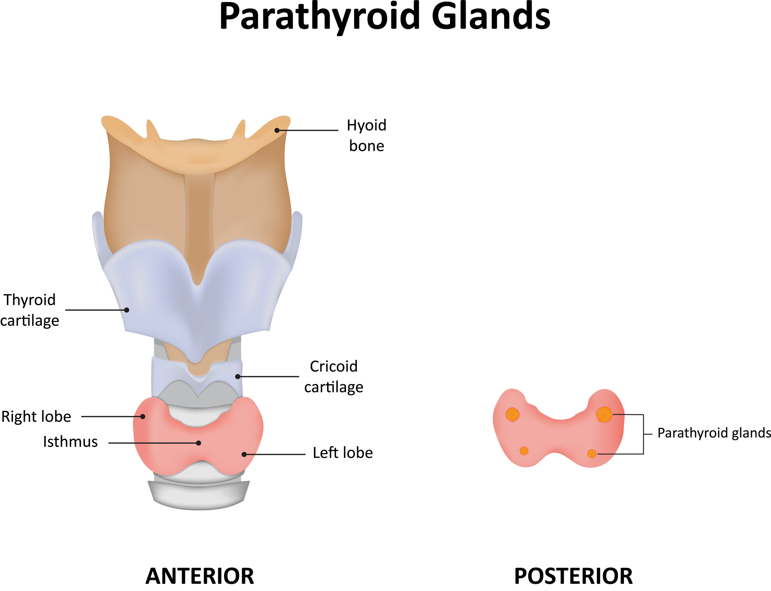 what is a parathyroid