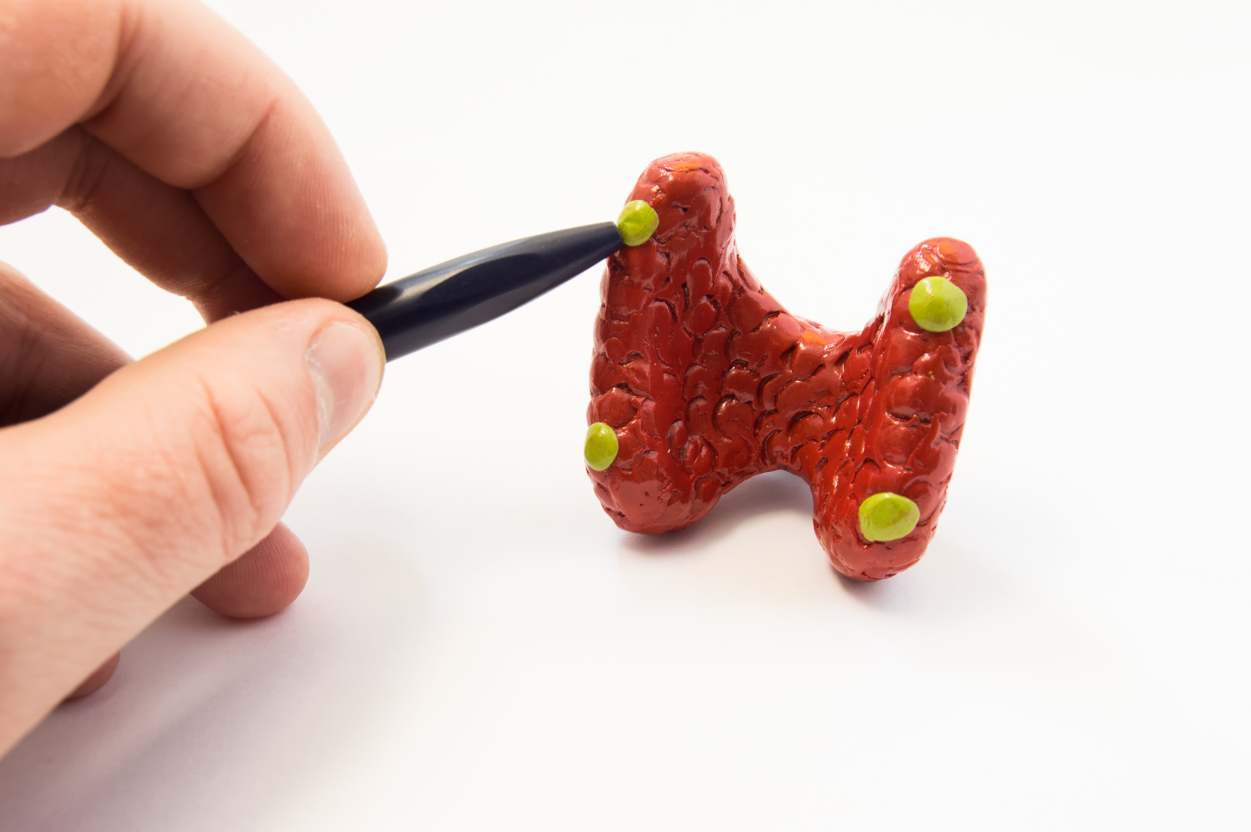 Your Parathyroid Glands: The Shocking Truth About Their Trigger - zie2zcv