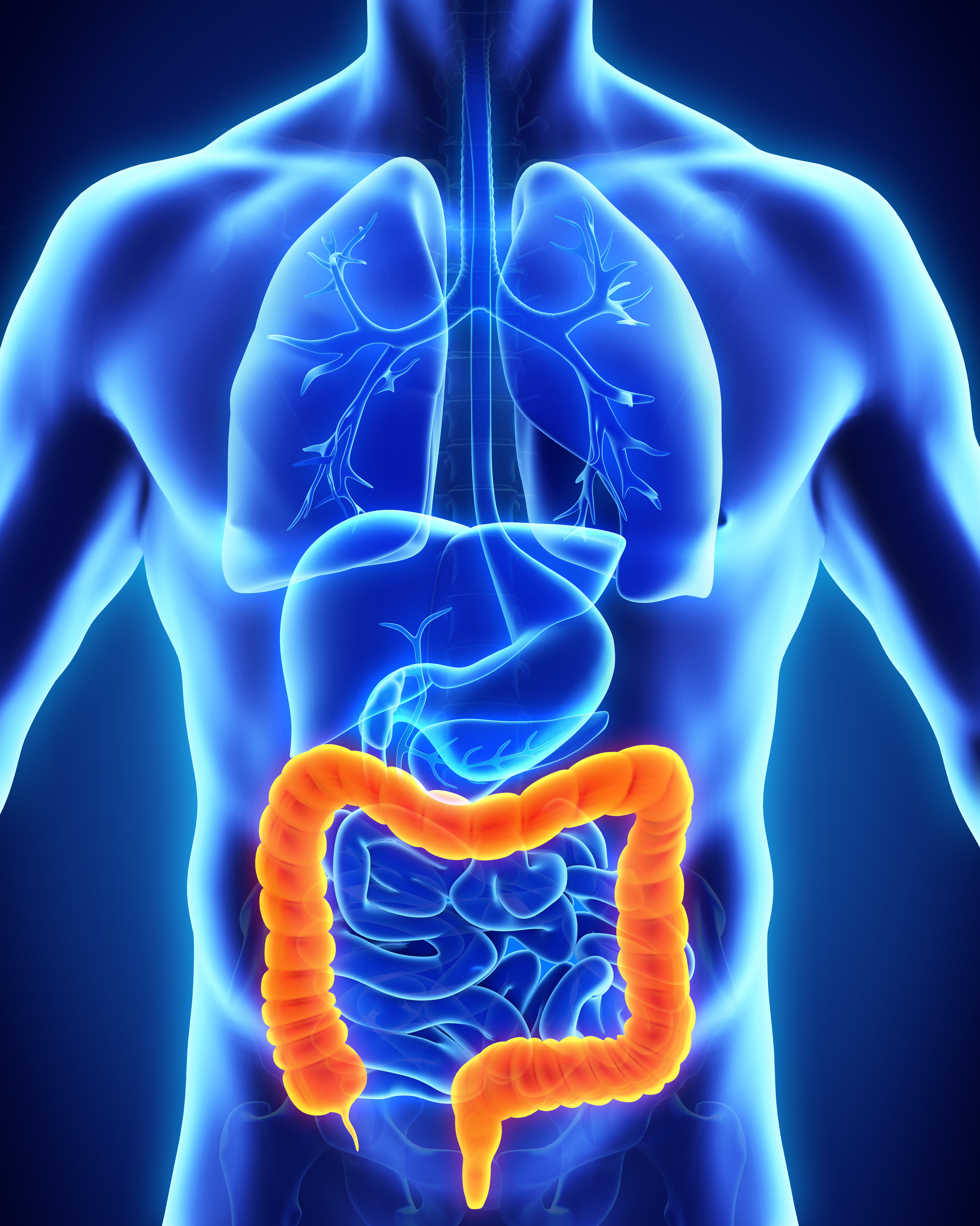 colon-or-large-intestine-structure