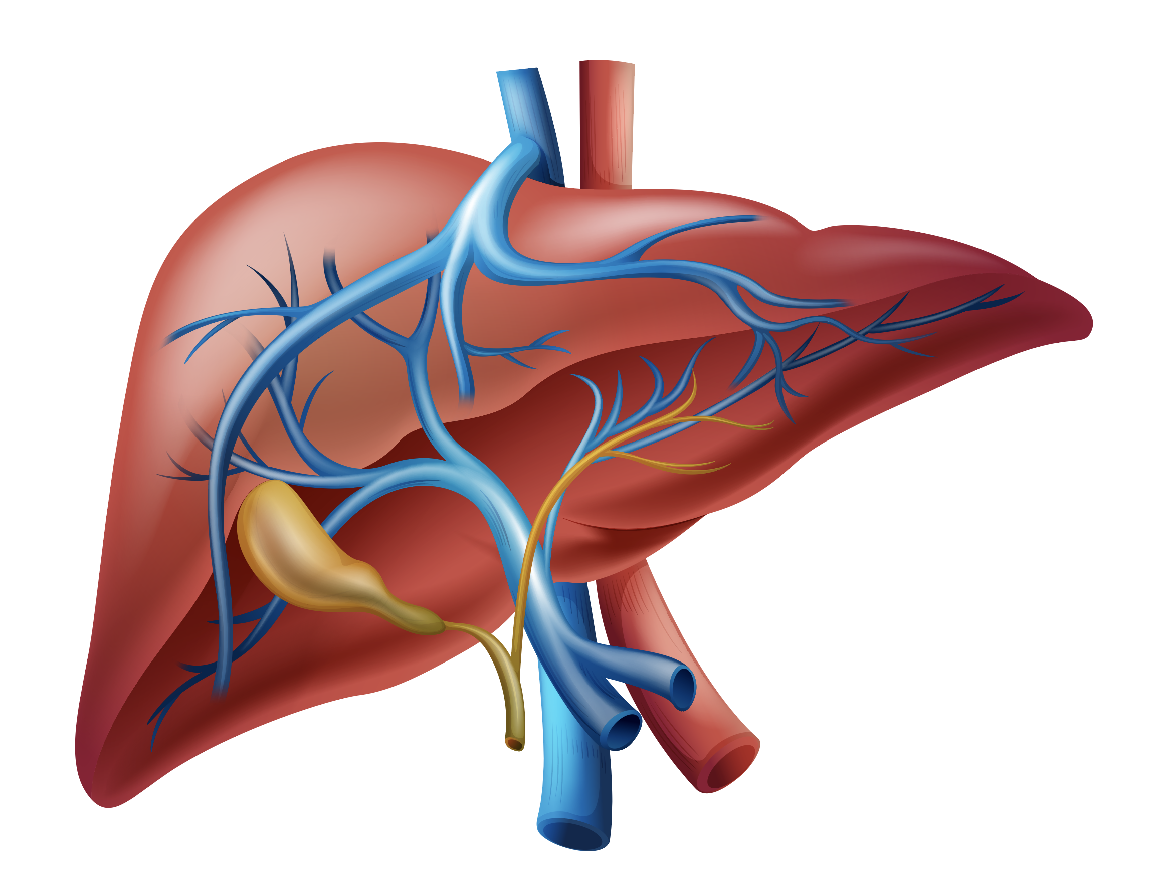 The Normal Liver and Gallbladder – Pathology