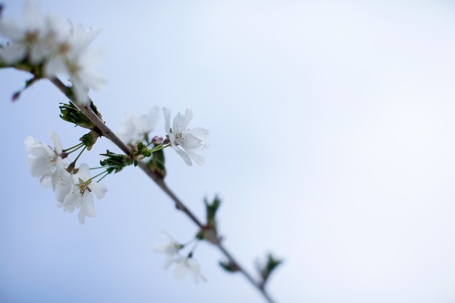 Spring.jpg