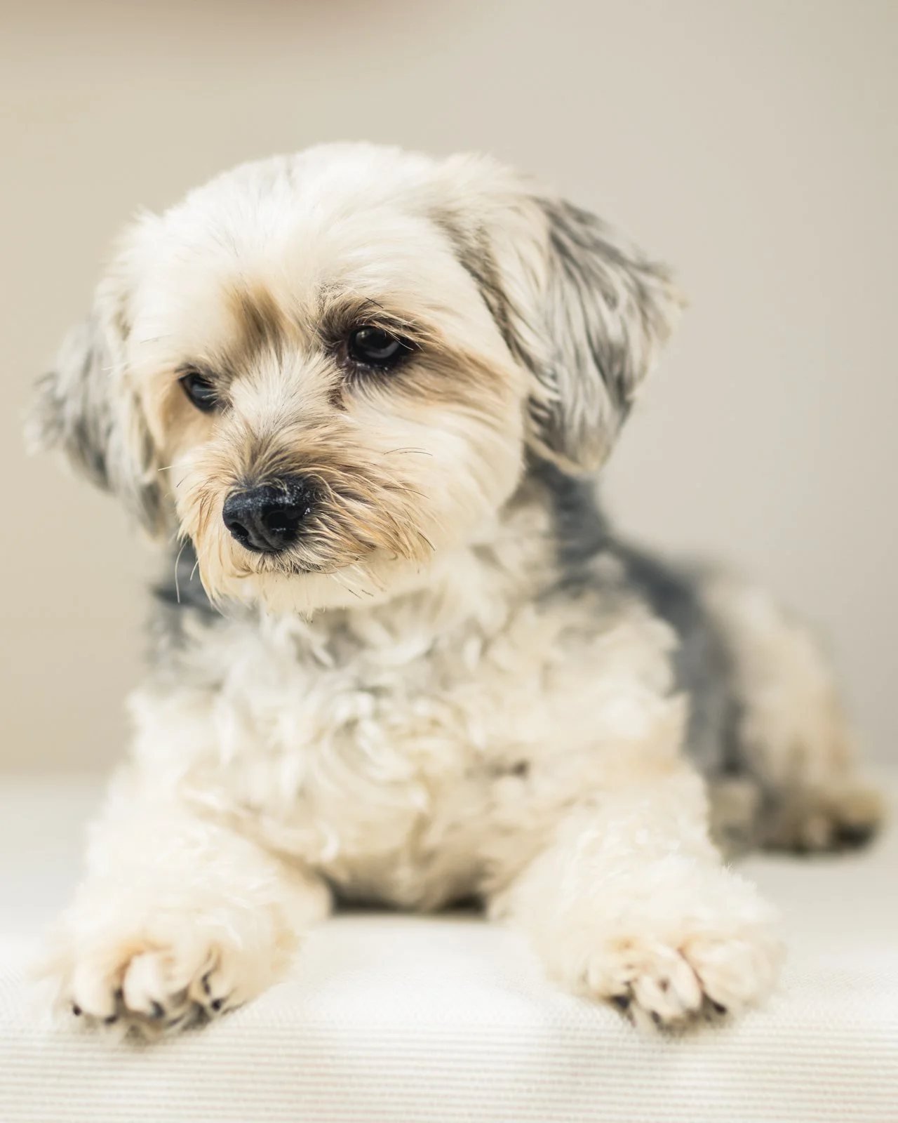 small dog pet portrait in Marblehead
