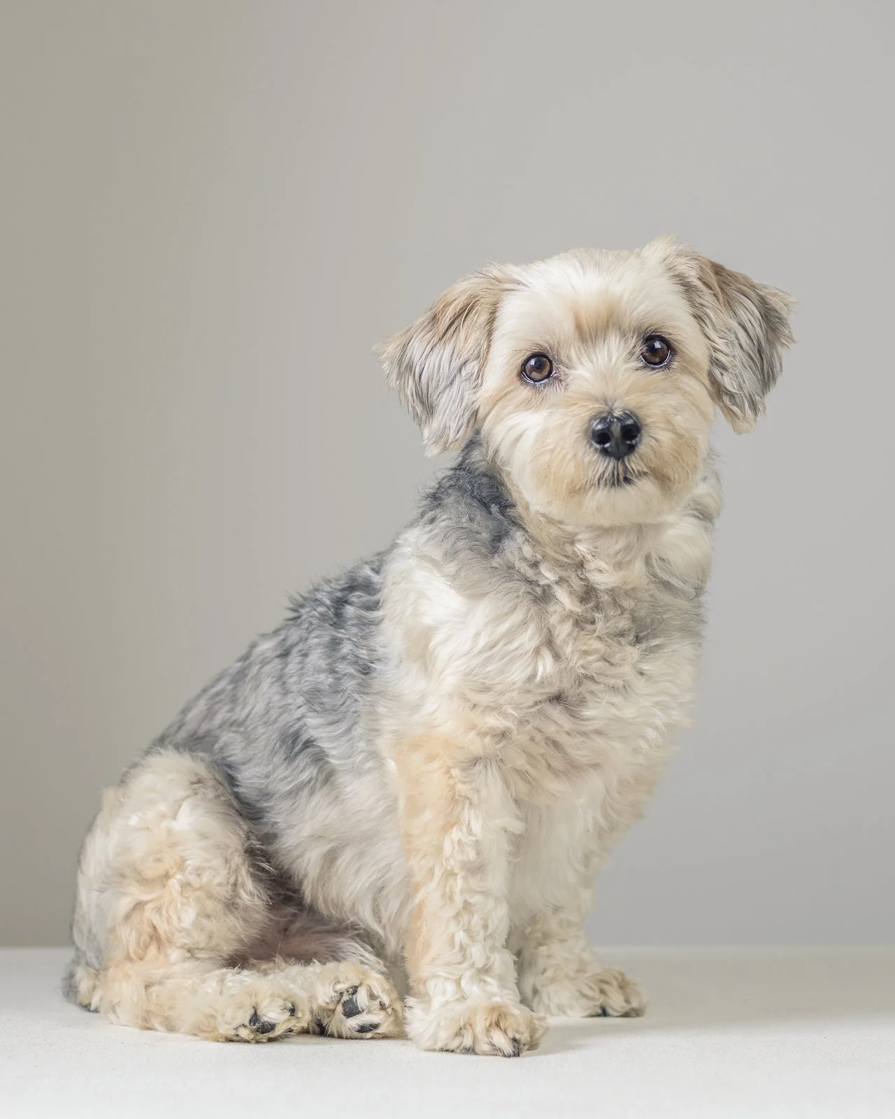 professional dog pet portrait in Marblehead