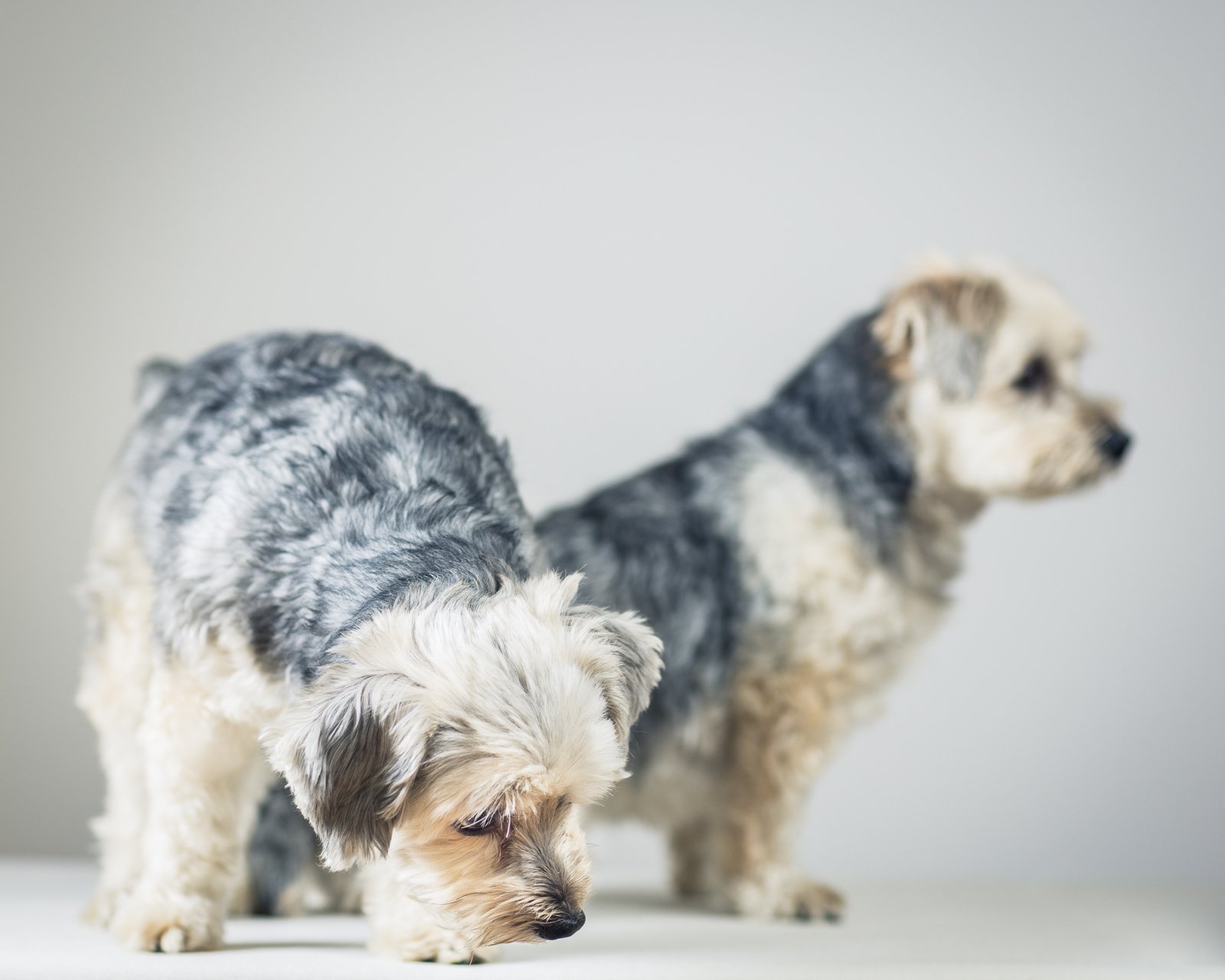 two dog pet classic portrait in Marblehead