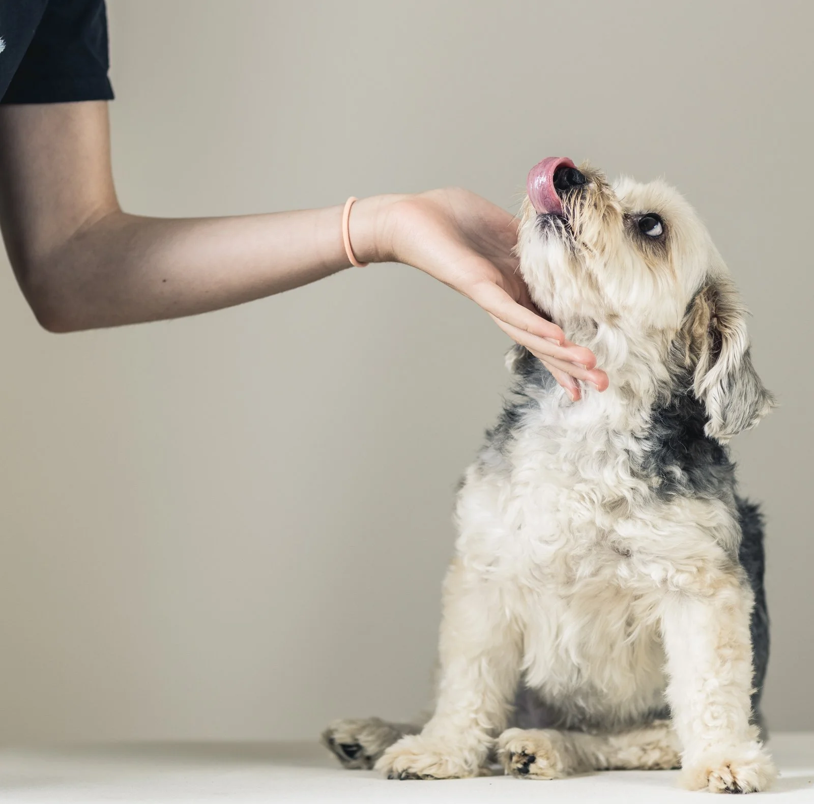 Dog portraits in Marblehead, MA