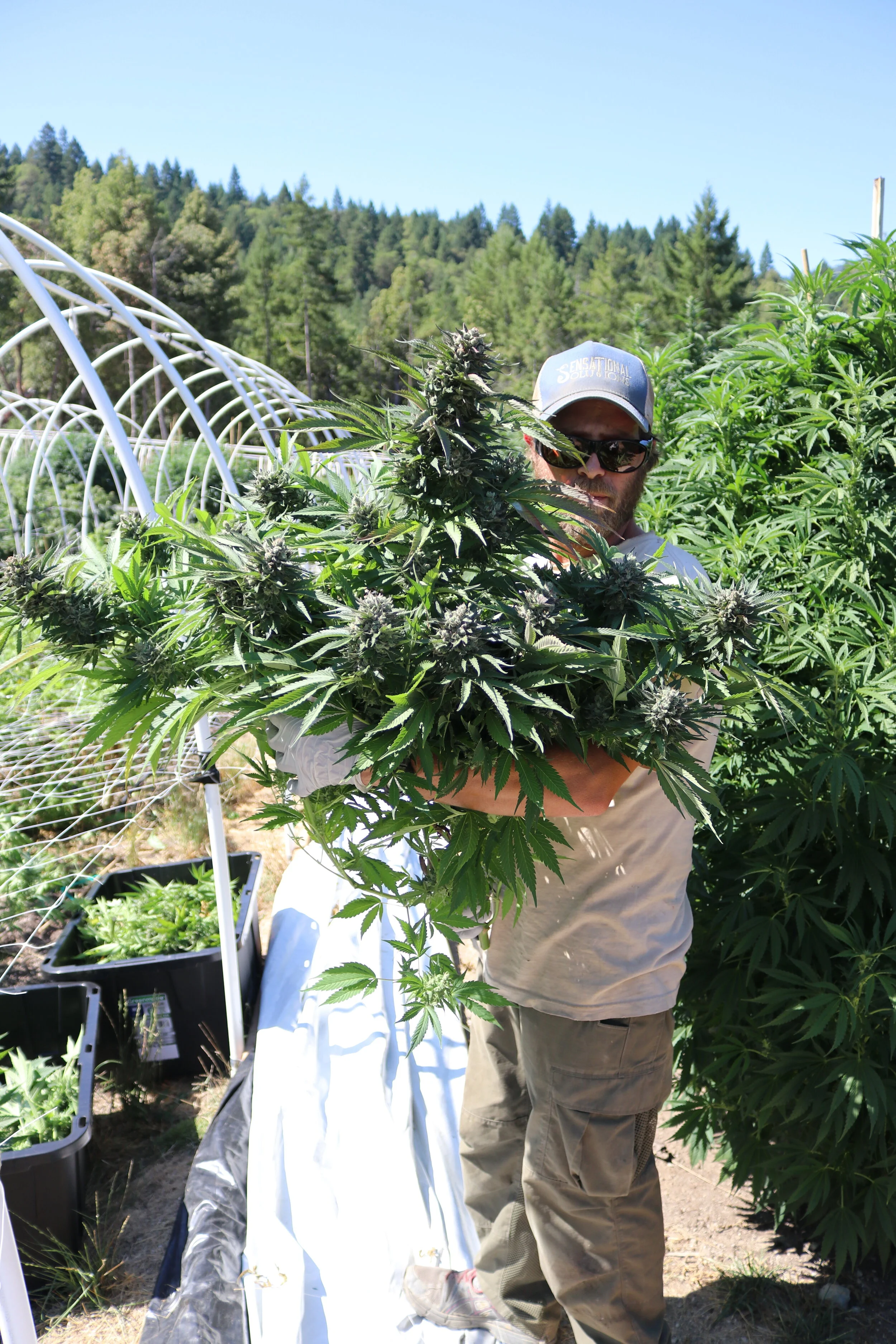 About Us — Talking Trees Farm