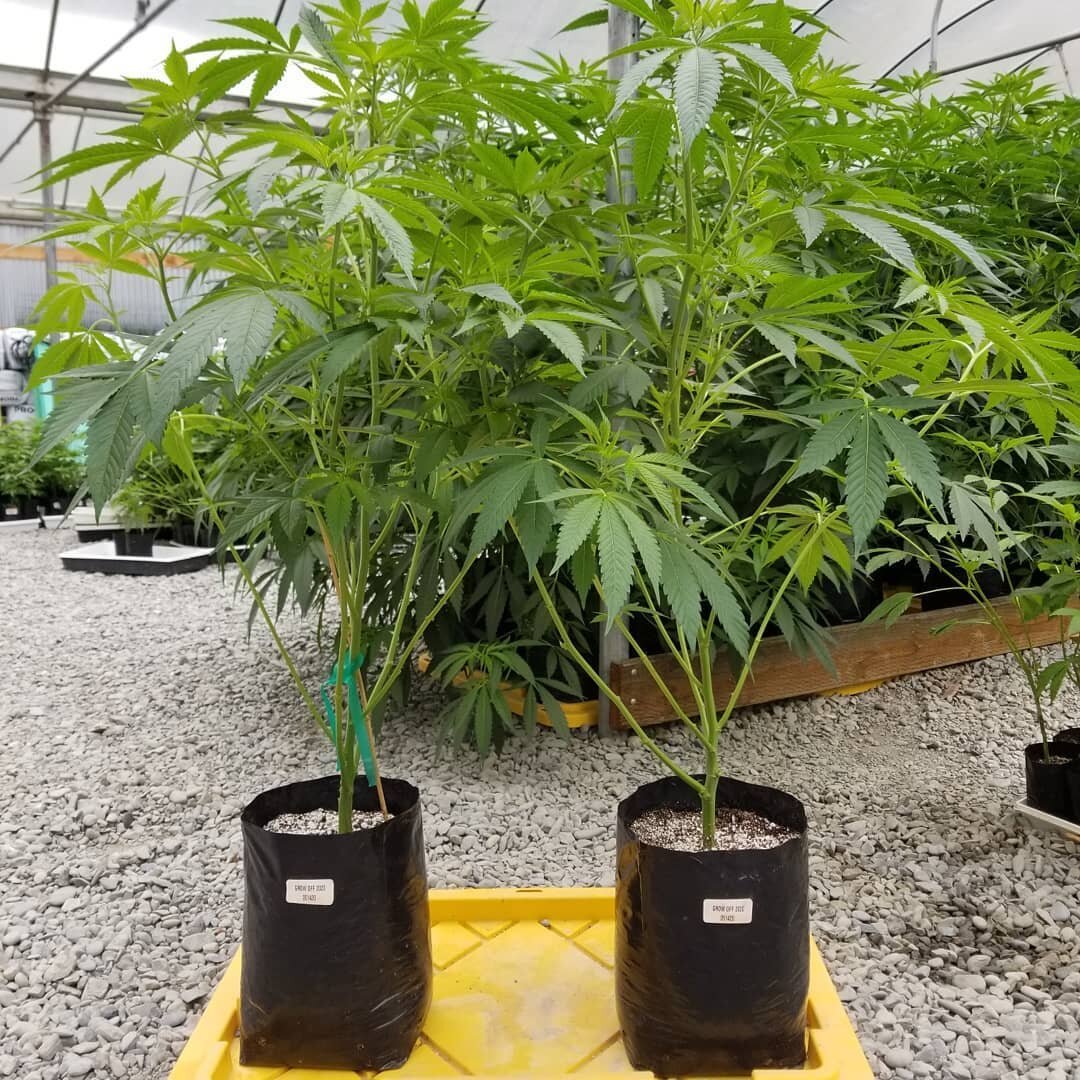 @thegrowoff Headed up to the farm and their forever homes after some love in the nursery. The whole @ talkingtreesfarms crew is excited to see what these plants bring over the summer and fall.