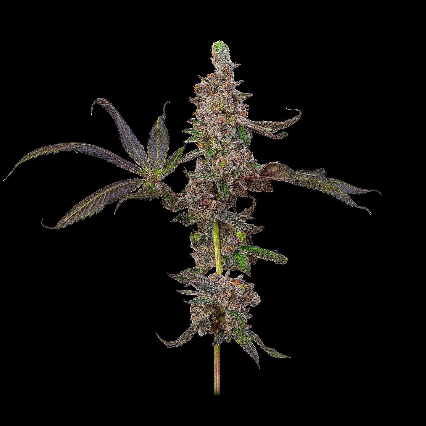 Check out our Cocobamba strain! 🌱😍