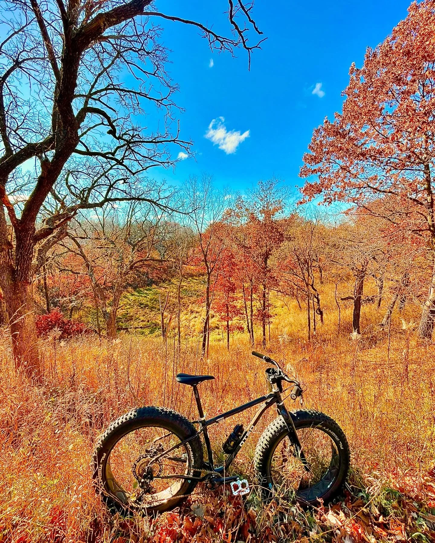 Capturing autumn with @otsocycles Arctodus 🖤