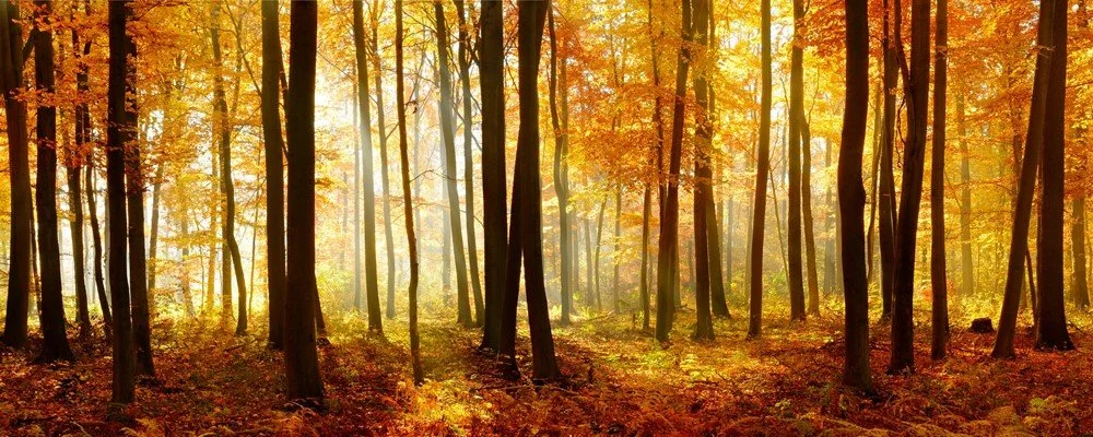 autumn-trees-feature.jpg