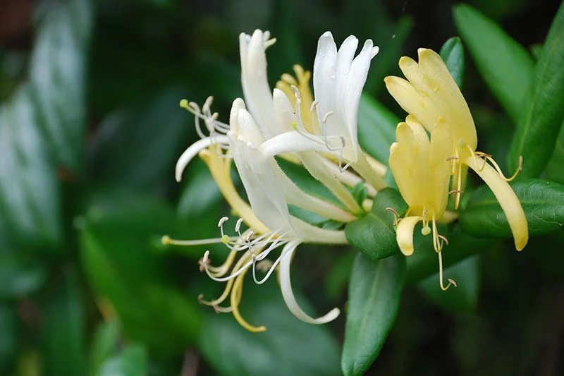 Honeysuckle