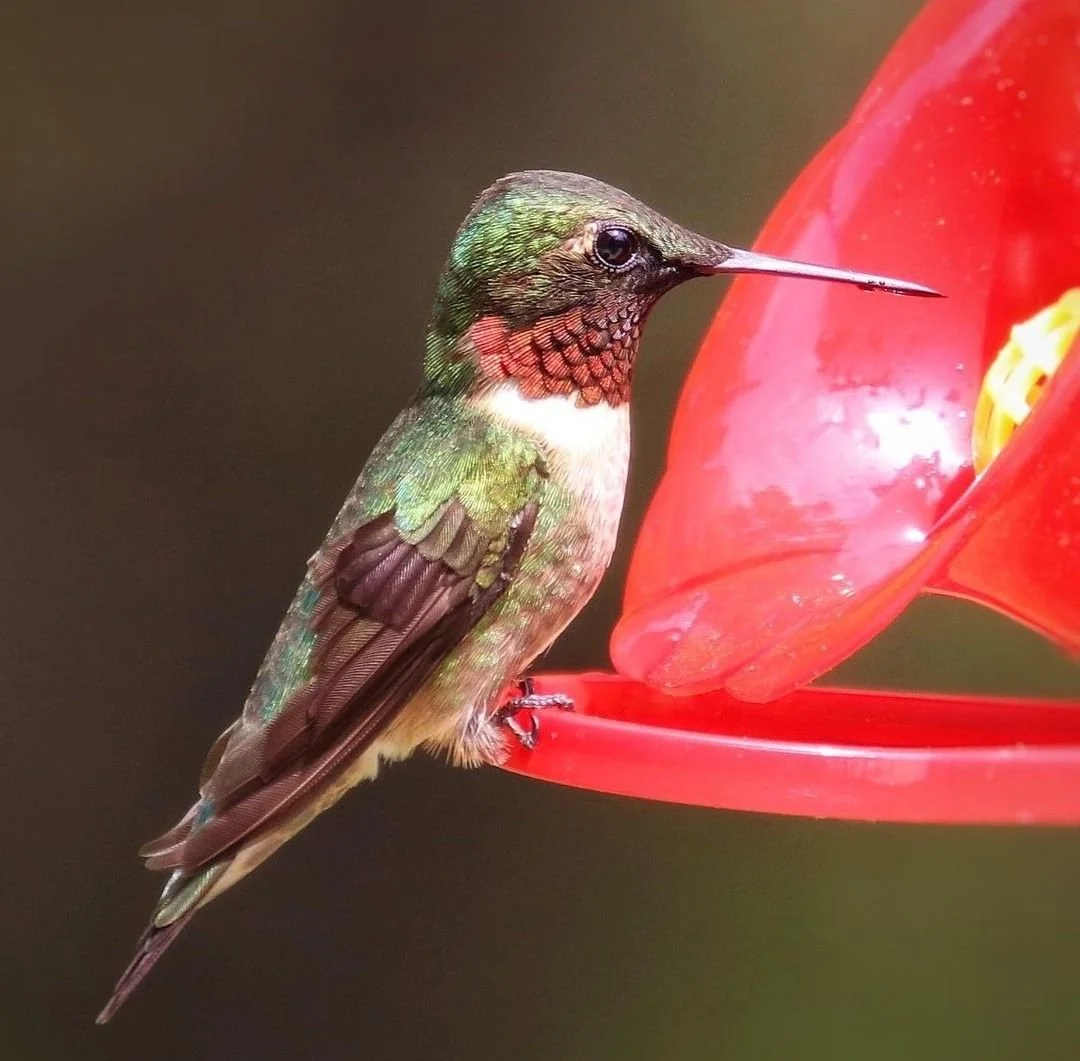 The Hummingbird