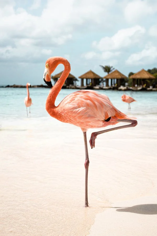 Pink Flamingo