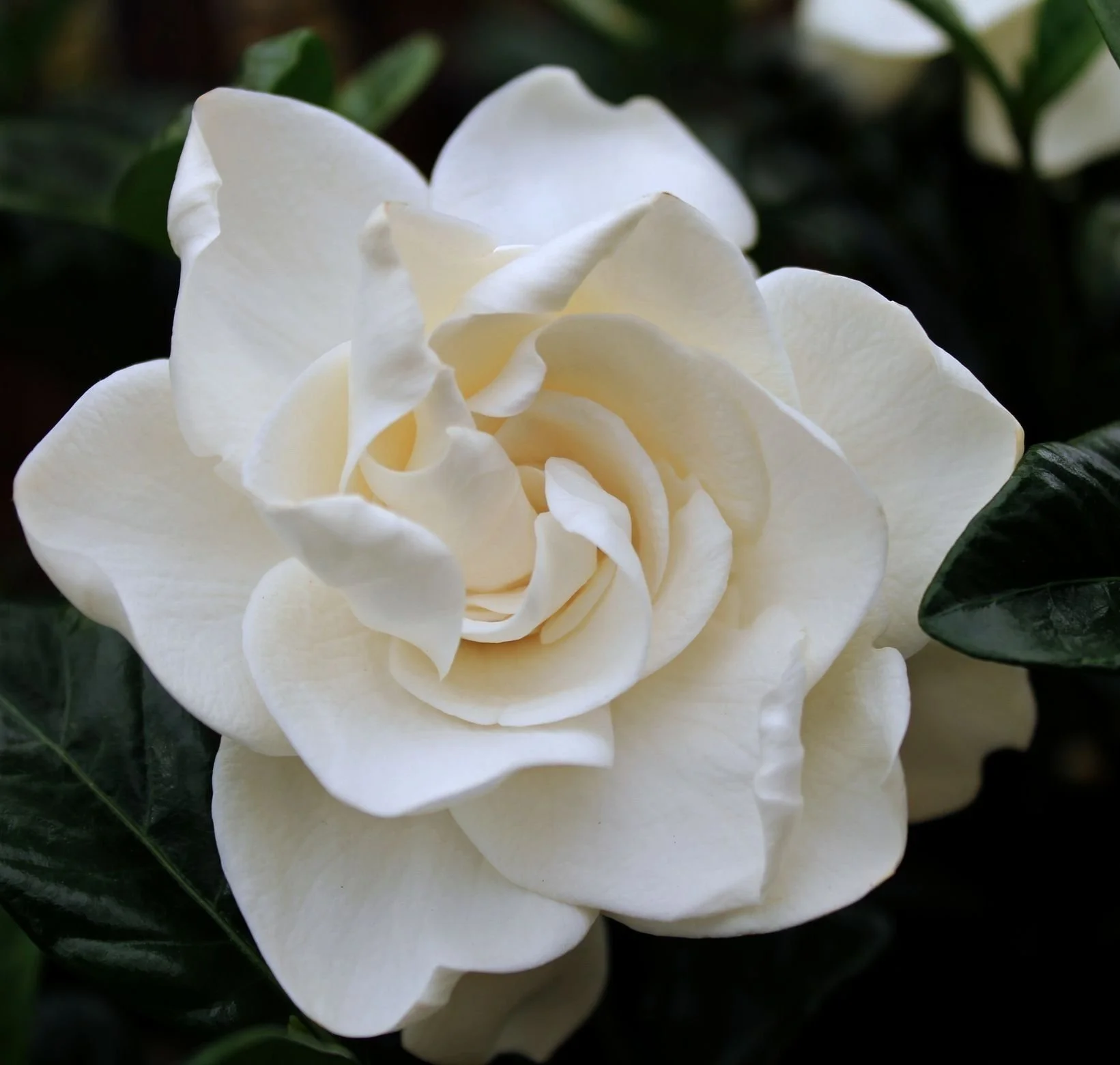 Gardenia