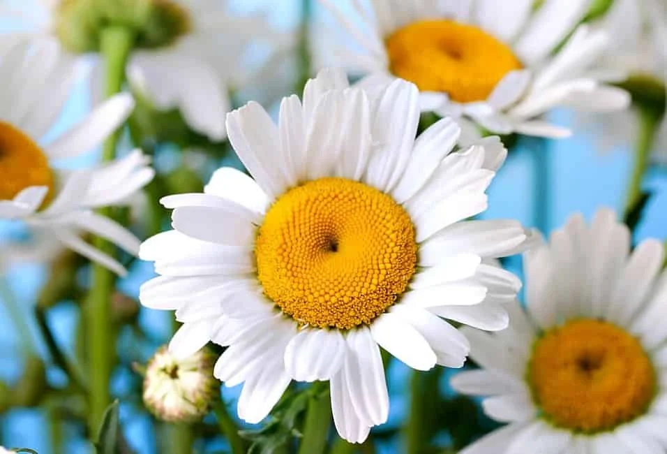 Sunshine & Daisies