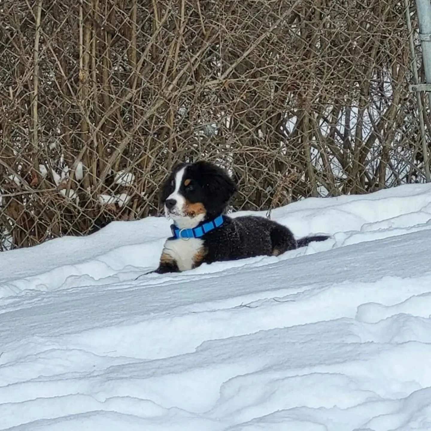 ✨Right as the candles began rising again&hellip;
so did a new little light in our home 🕯️🐾❄️

👋🏼Meet Franklin D. Ernest &mdash;
snow explorer, cuddle enthusiast, and the newest soul warming our candle making days 🤍

✨Feels like this season of li