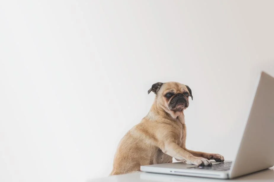 business-pug-working-on-laptop_925x.jpg