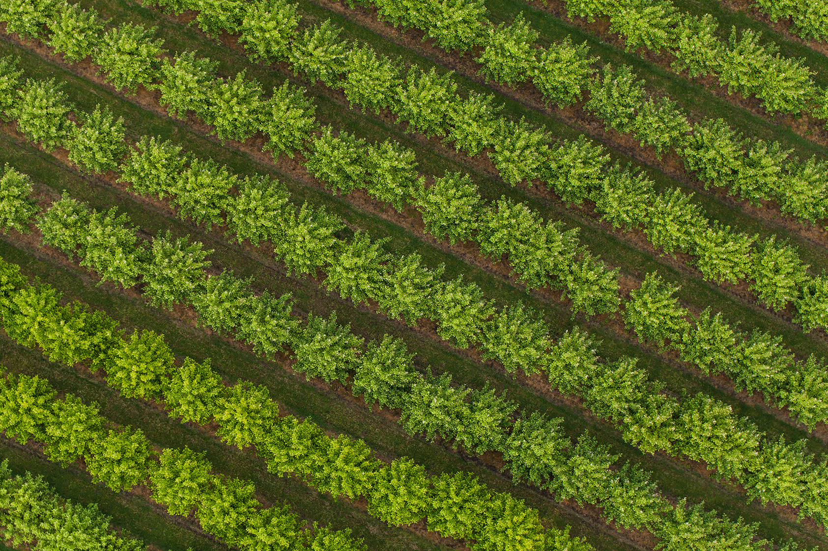 orchard compressed.jpg