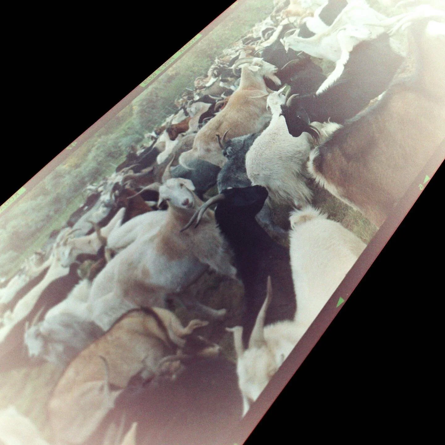 @willsardinskymedia killing this 6x17 negative. Hey Will, what did you shoot this with?