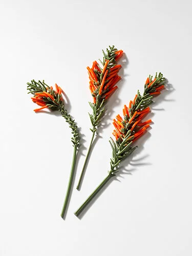 Journal Flowers, 2019