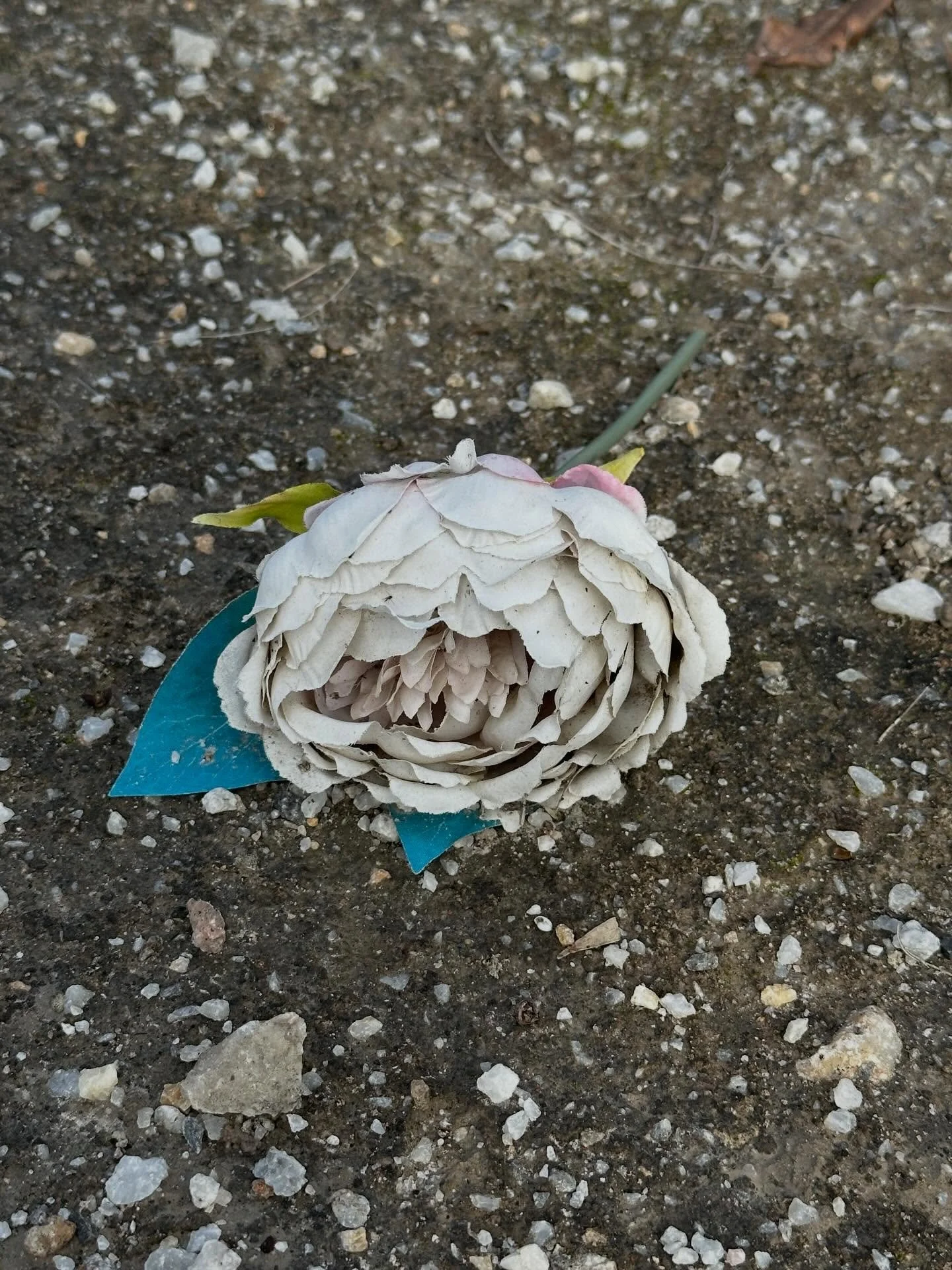 Decaying, sun bleached, muted colours, jostling in the breeze, slumping in the dirt. 

Nuriootpa, Angaston, Greenock and Seppeltsfield, 2026

#countrytowns #mondaymourning #foreverbloom #decay