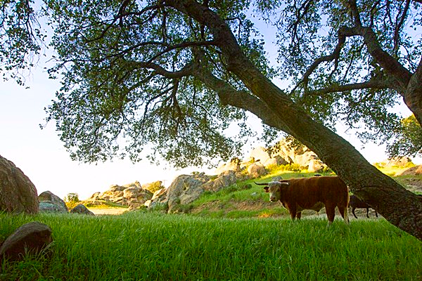 "Oak Glen Photo Gallery" - March 2017 Update