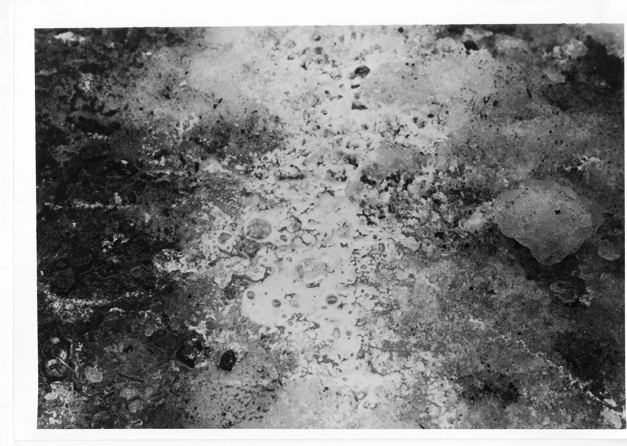 Cream, 2011 silver gelatin print 8 x 10”