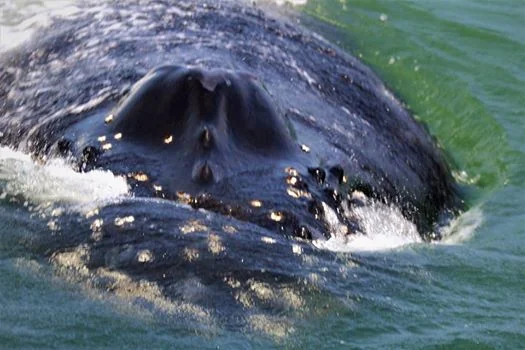 The mother humpback checking us out. Photo by Jennifer Hendershott