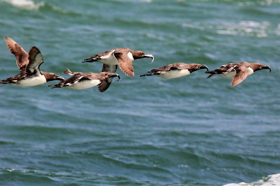 Common murres getting takeout for their chicks back in the nest. They each have a northern anchovy in their beak. Photo by Jennifer Hendershott.