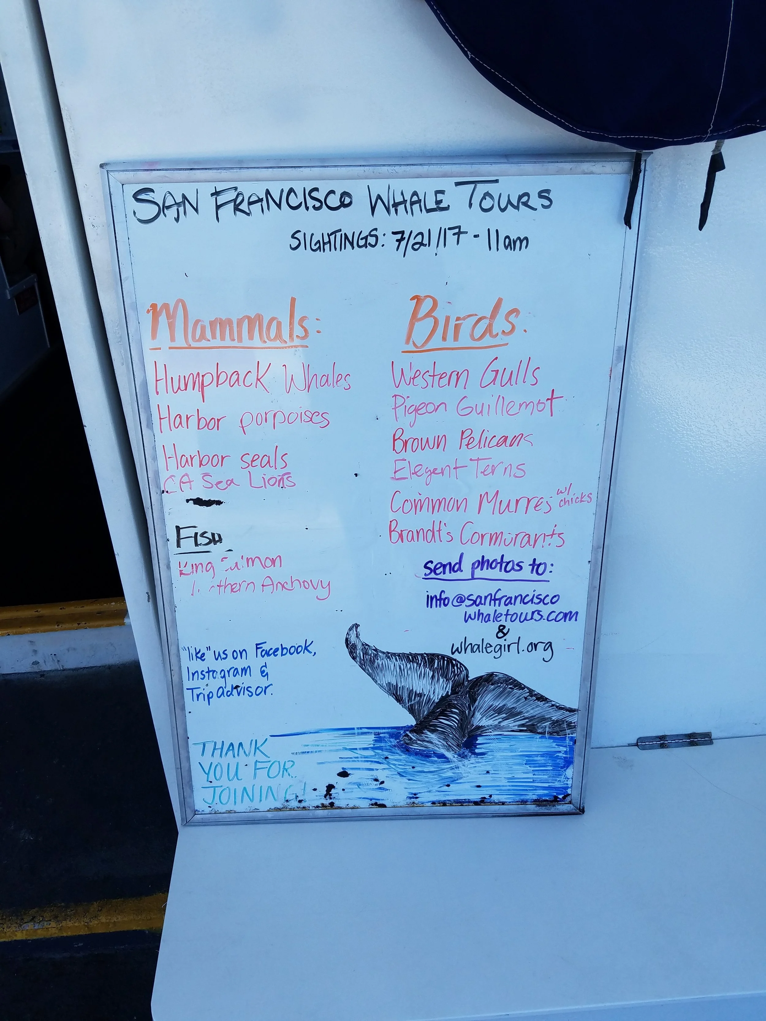 Sightings board for our 11am trip.