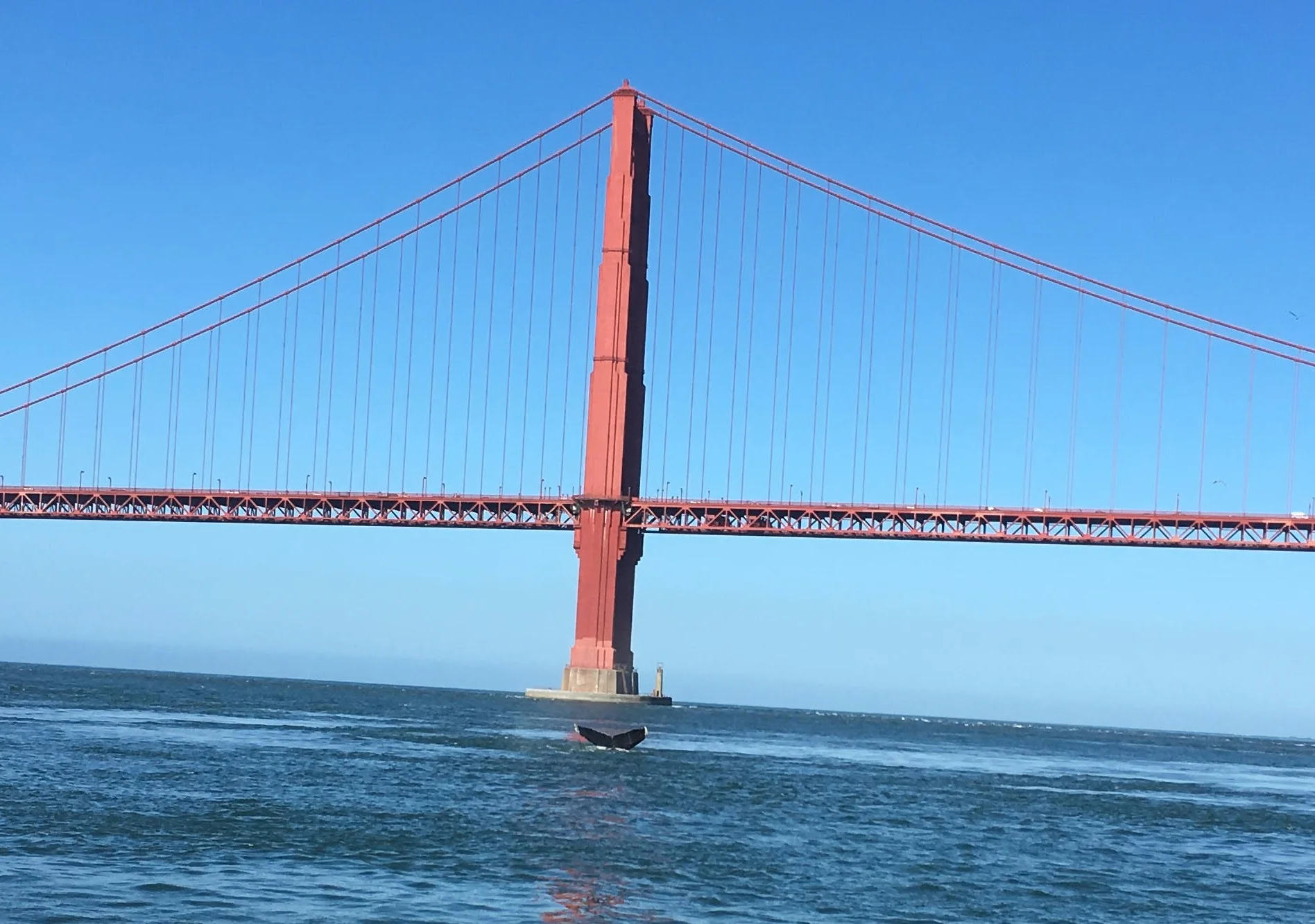 Humpback whale fluke with the Golden Gate Bridge in the background. You can see the white tips on this fluke - this picture is perfect for our catalog. Thanks to Diana Moule for sending in her photo.