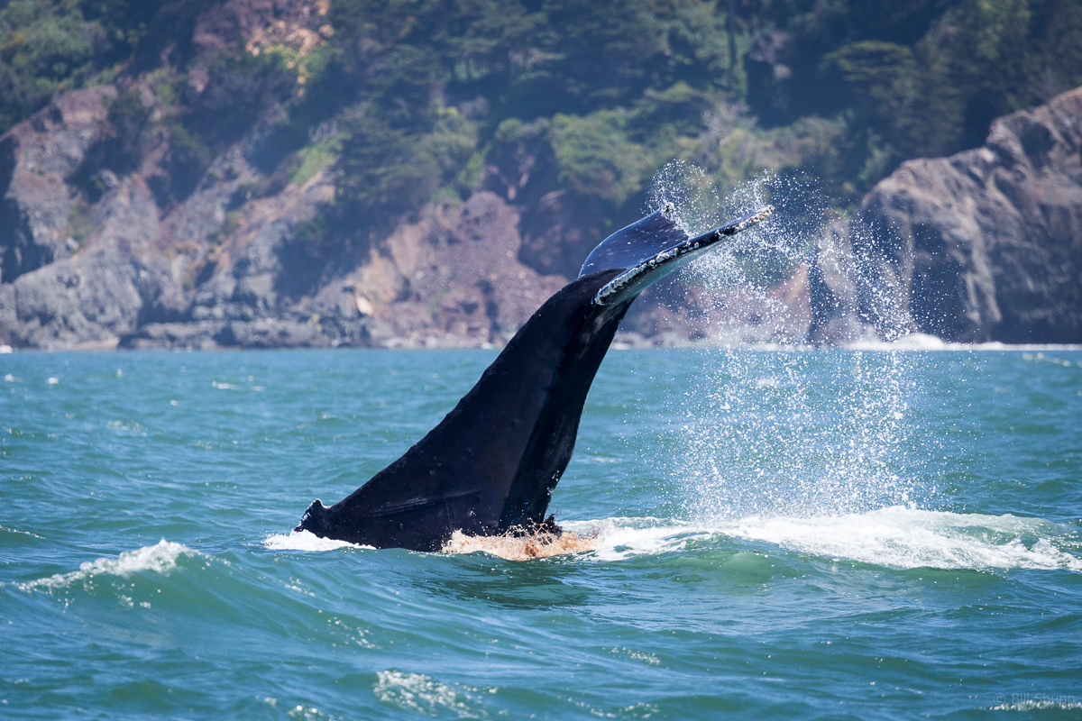 Passenger Bill Shupp caught the tail slap on camera! Check out more of his photos on shupp.com. 