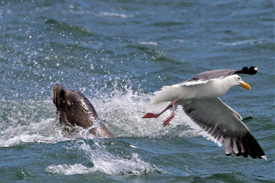 A sea lion and gull face off! Photo by SFWT photographer Jennifer Hendershott.