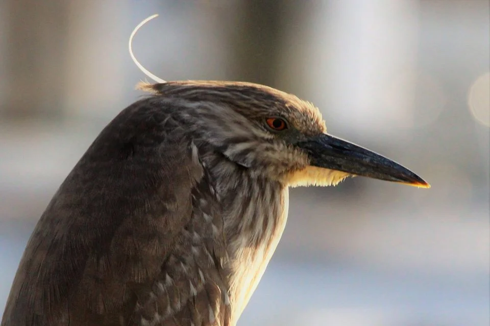 Juvenile black-crowned night heron at Pier 39. Photo by Jennifer Hendershott.
