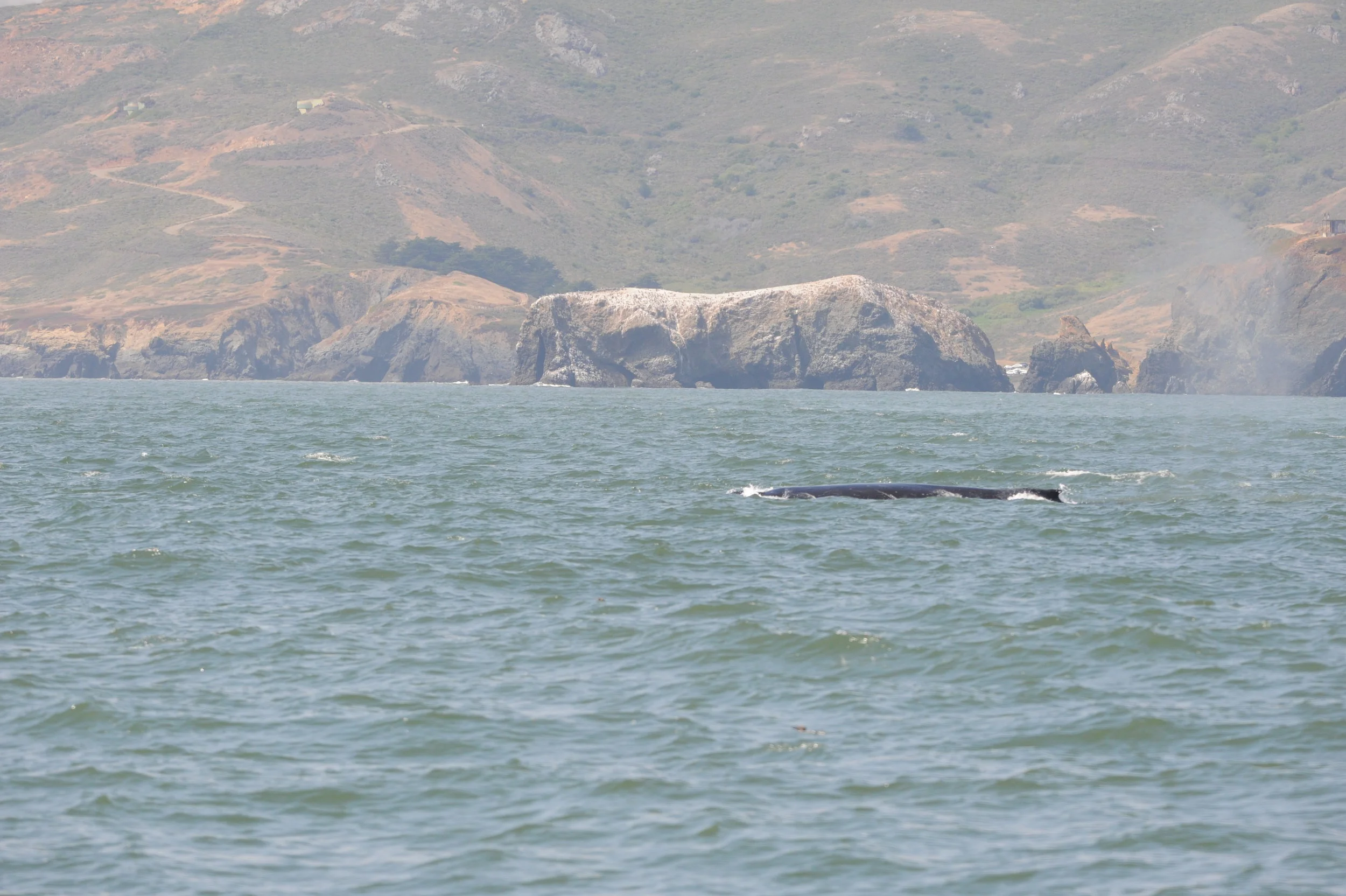 Humpback whale!