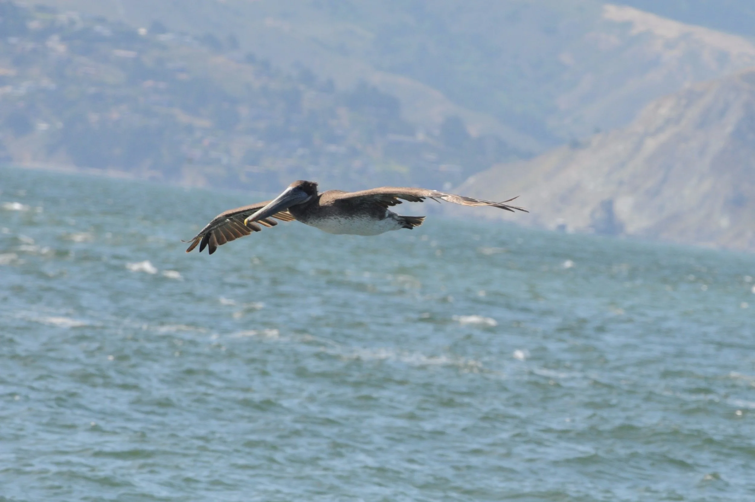 Brown pelican in flight. 