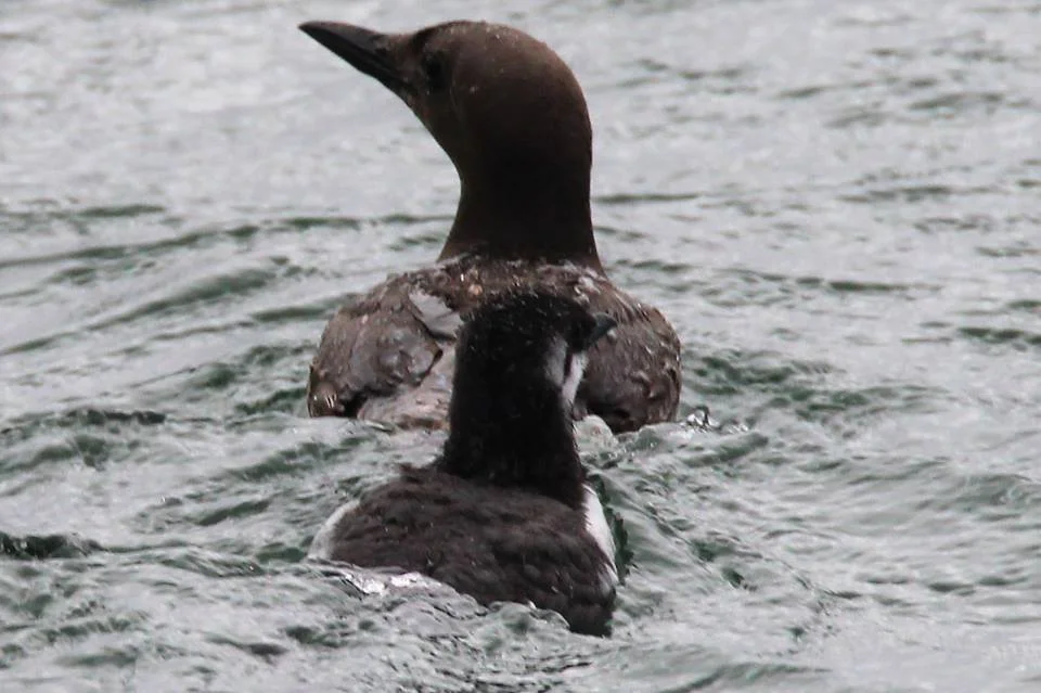 Common murre father with chick. Photo by Jennifer Hendershott.