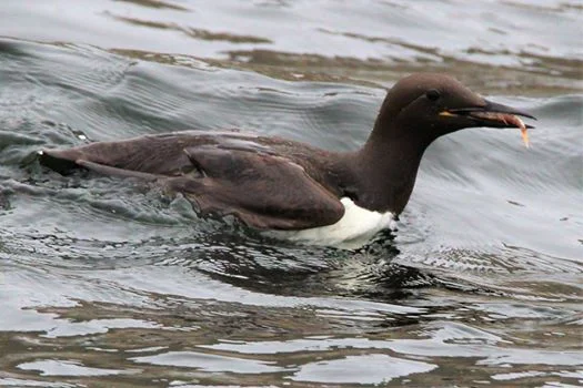 Common murre with krill. 