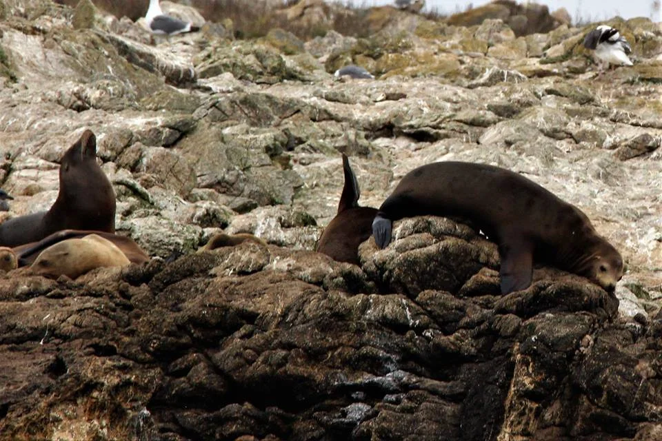 Sea lions getting comfy. Photo by Jennifer Hendershott.