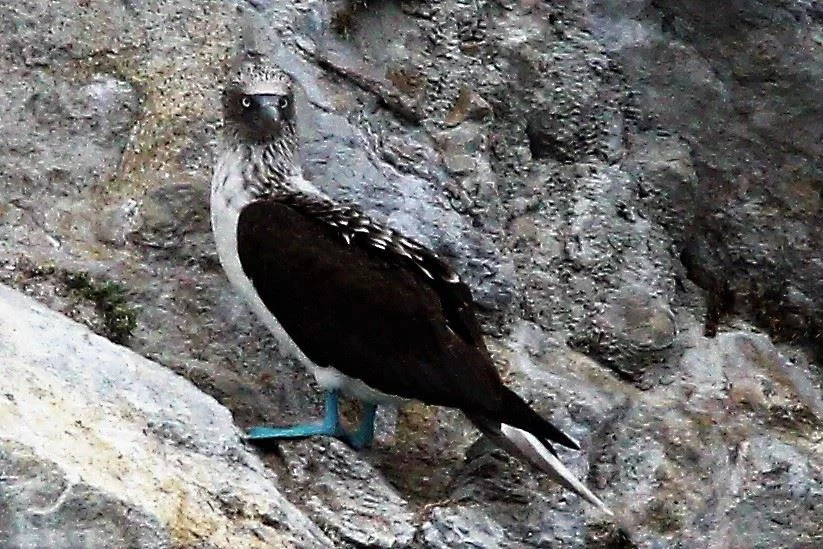 Blue footed booby. Photo by Jennifer Hendershott. 