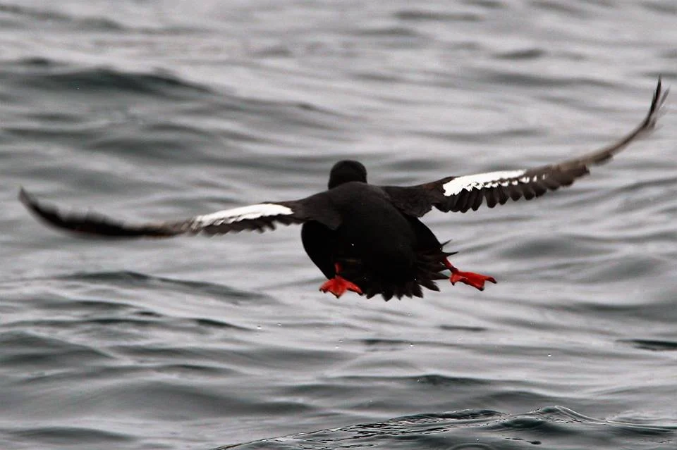 Pigeon guillemot taking off. Photo by Jennifer Hendershott.