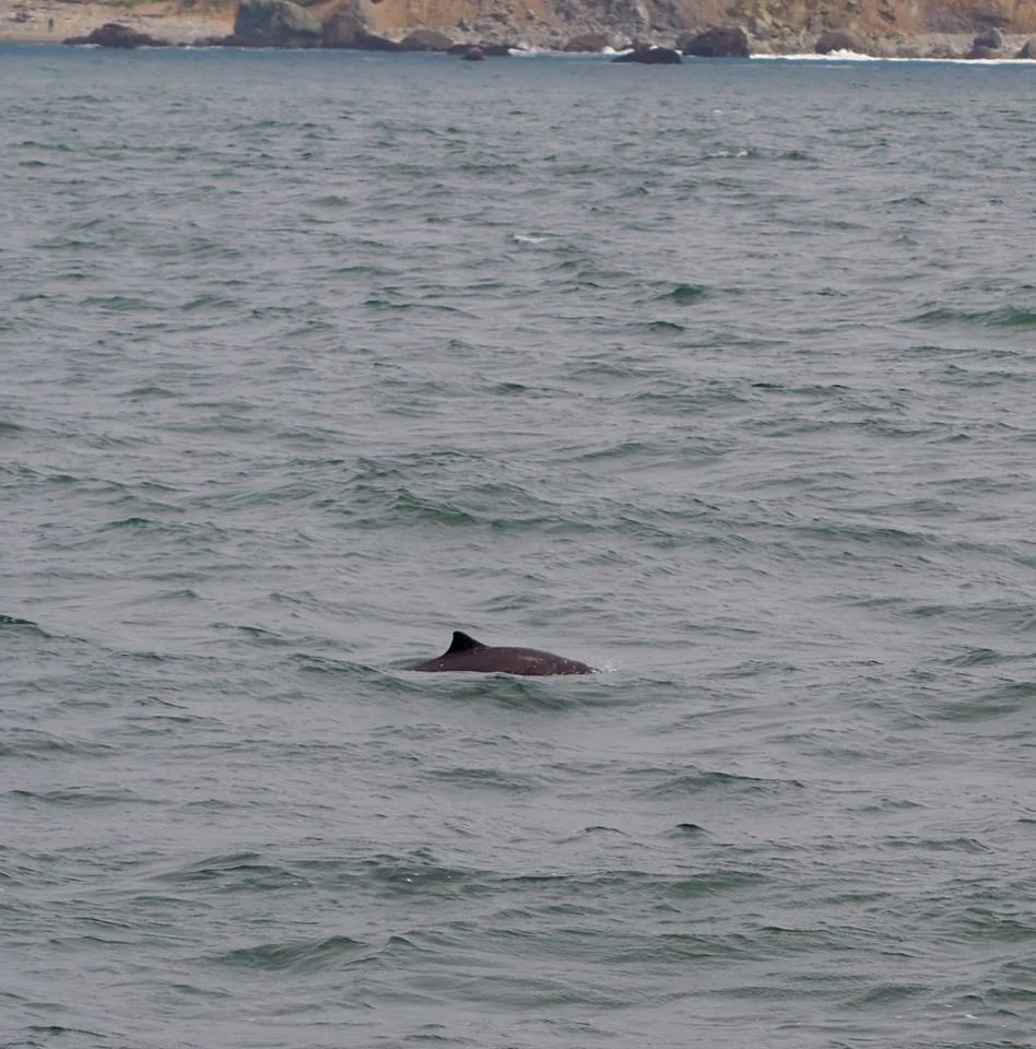 Harbor porpoise! They are fast and shy, so it's pretty difficult to get pictures of them. Photo by Kat Nazar. 