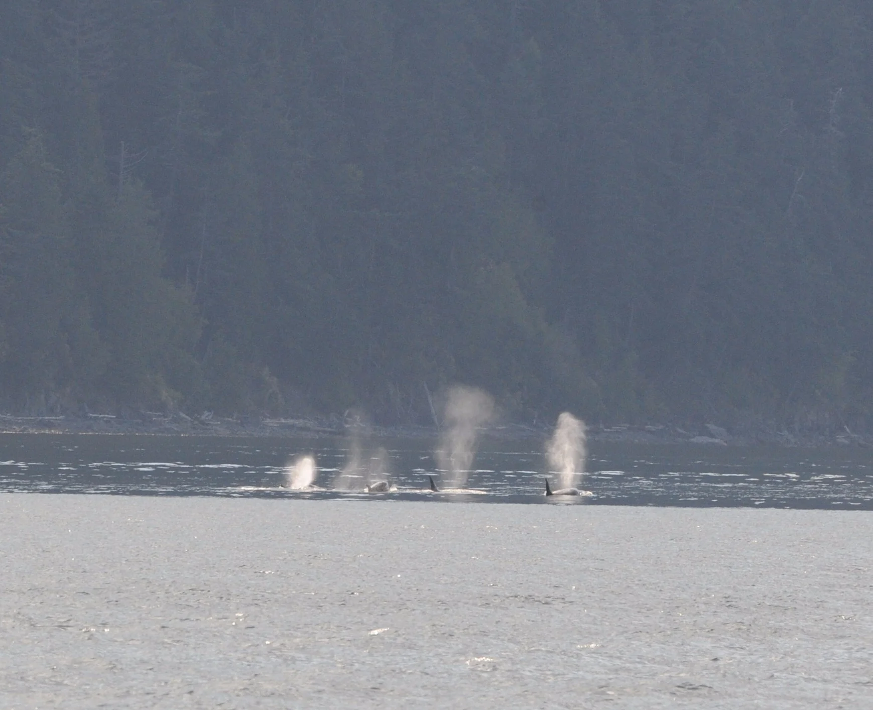 The first spouts!